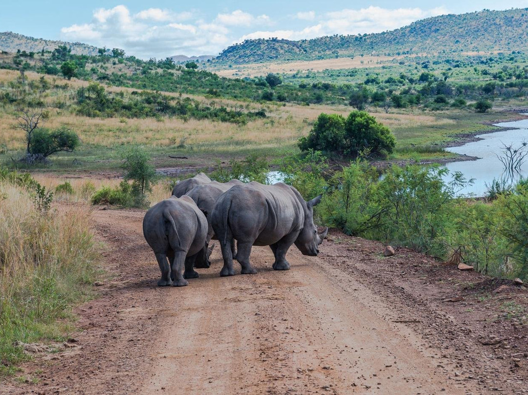 Rupert Ashton Shuttle Services-约翰内斯堡必去景点