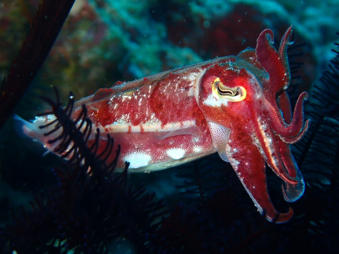 Padangbai Bali Dive-卡朗阿森必去景点