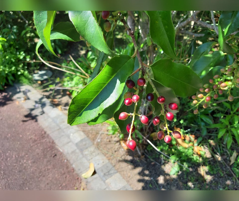 Faial Botanic Garden-奥尔塔必去景点