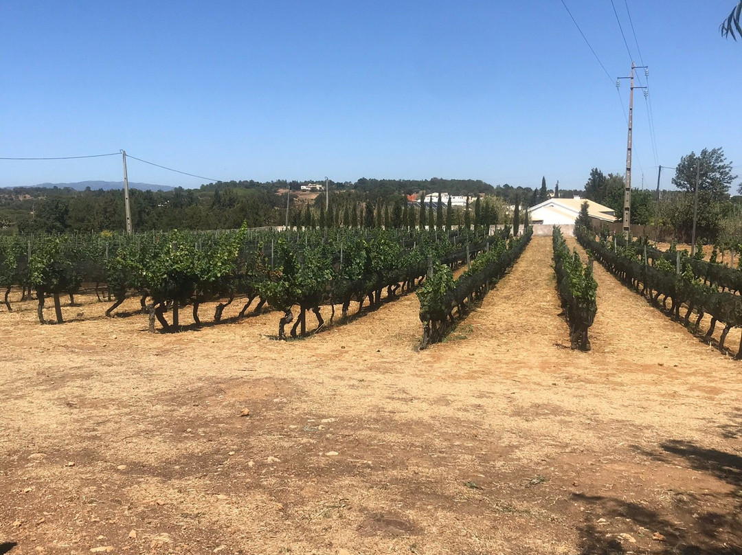 Monte da Casteleja - Bio Wine Farm景点图片