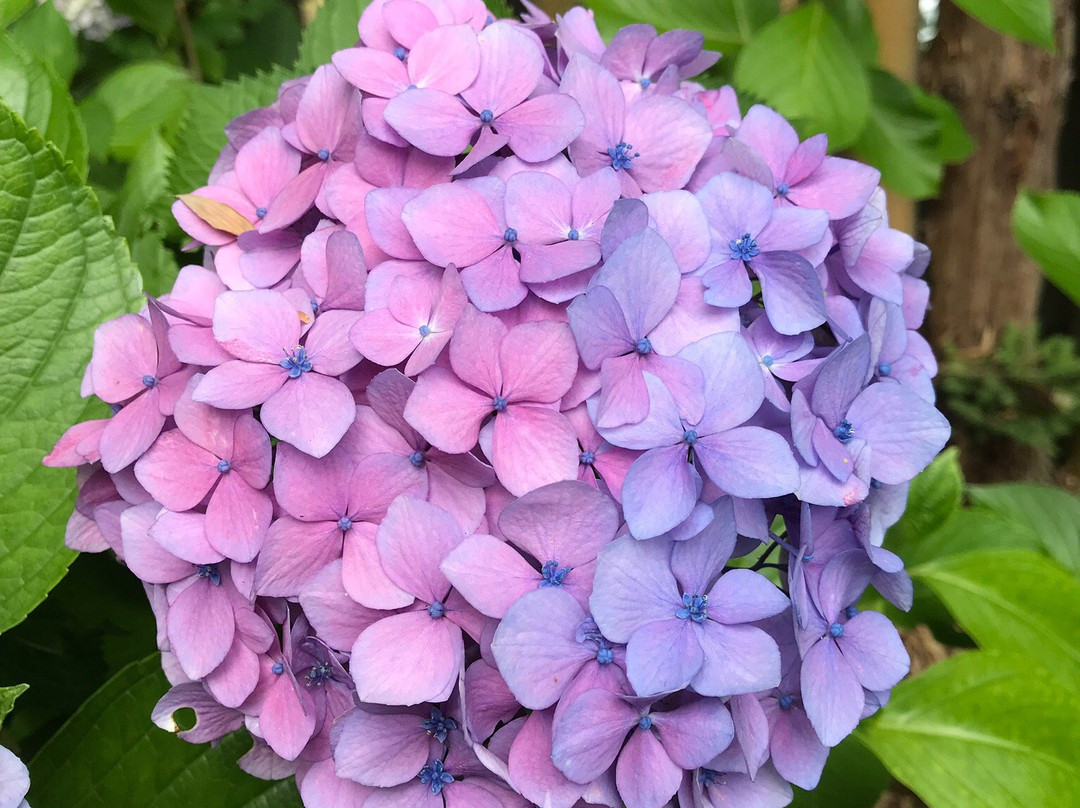 Deshio Monjudo-山形市必去景点