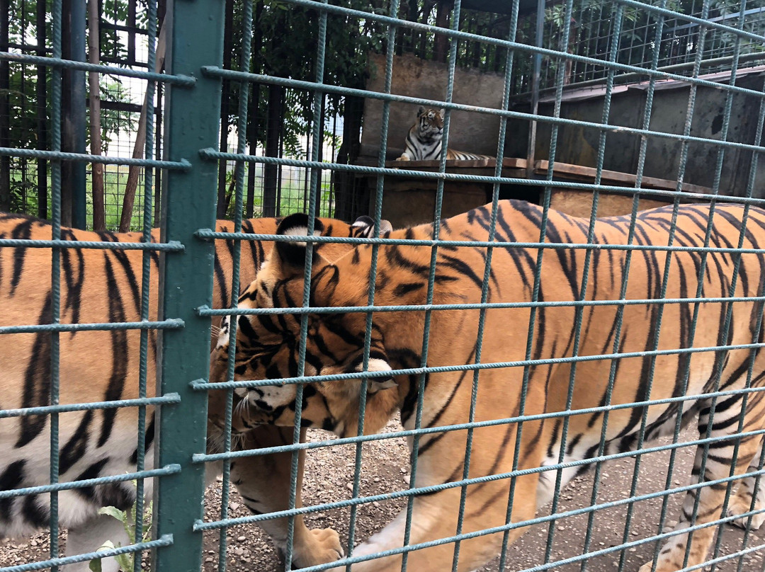 Oaza Sibirskeho Tigra (Oasis of Siberian Tigers)-Kostolna pri Dunaji必去景点