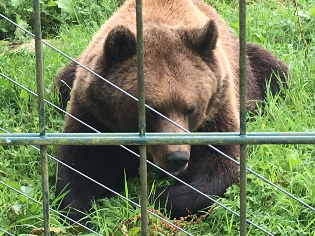 Camperdown Wildlife Centre景点图片