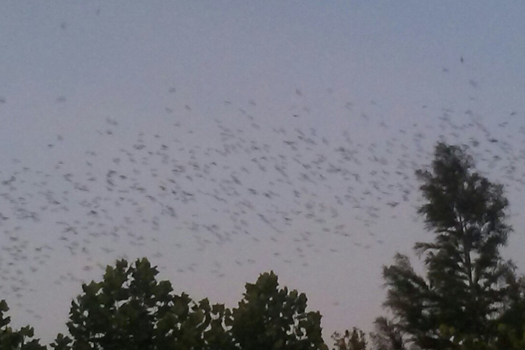 Waugh Drive Bat Colony-休斯顿必去景点