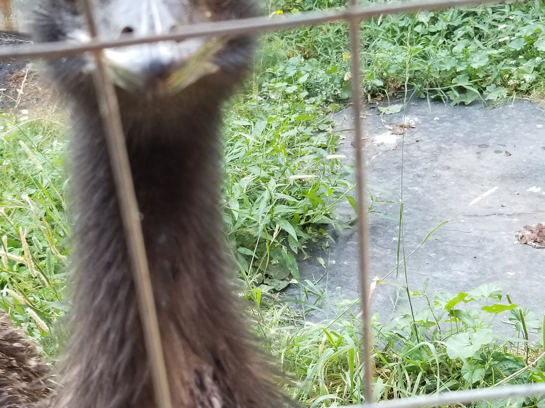 Old McDonald's Farm-Sackets Harbor必去景点
