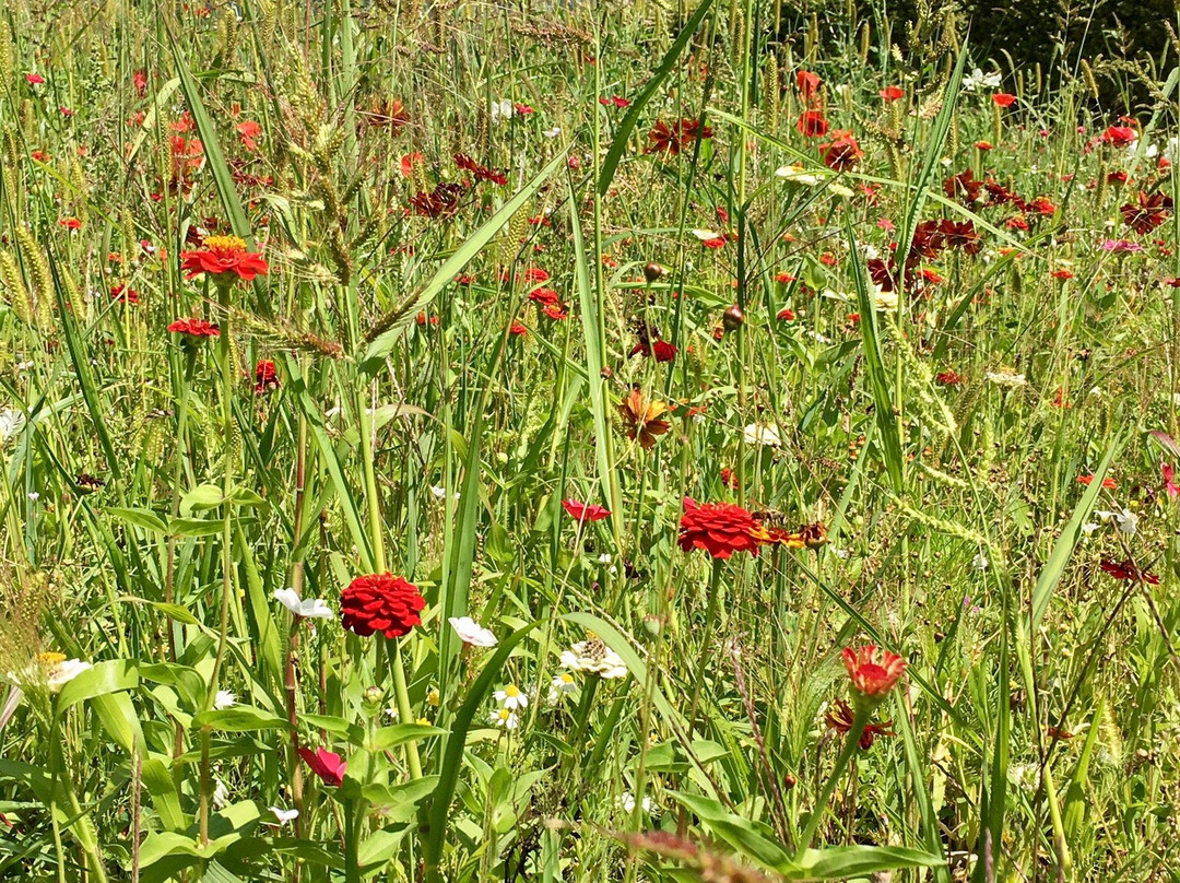 Golfanlage Schopfheim-Schopfheim必去景点