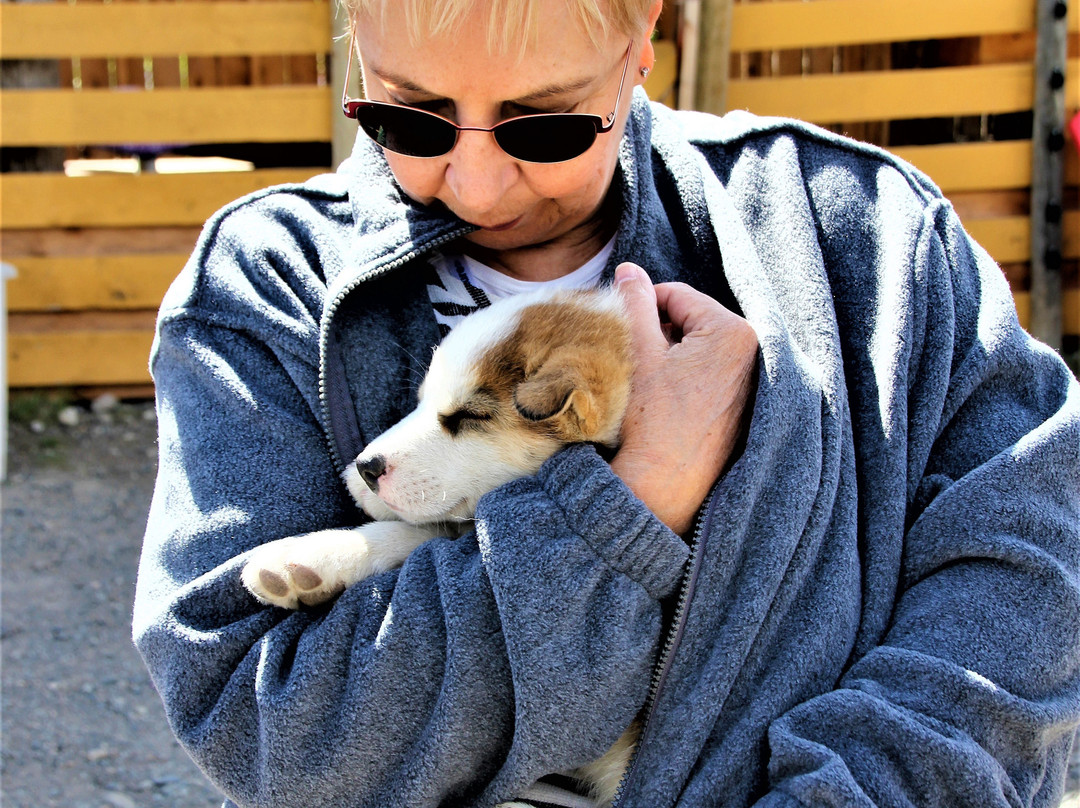 Tagish Lake Kennel-Tagish必去景点