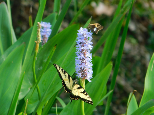 Discover the James Bald Eagle Tours-里士满必去景点