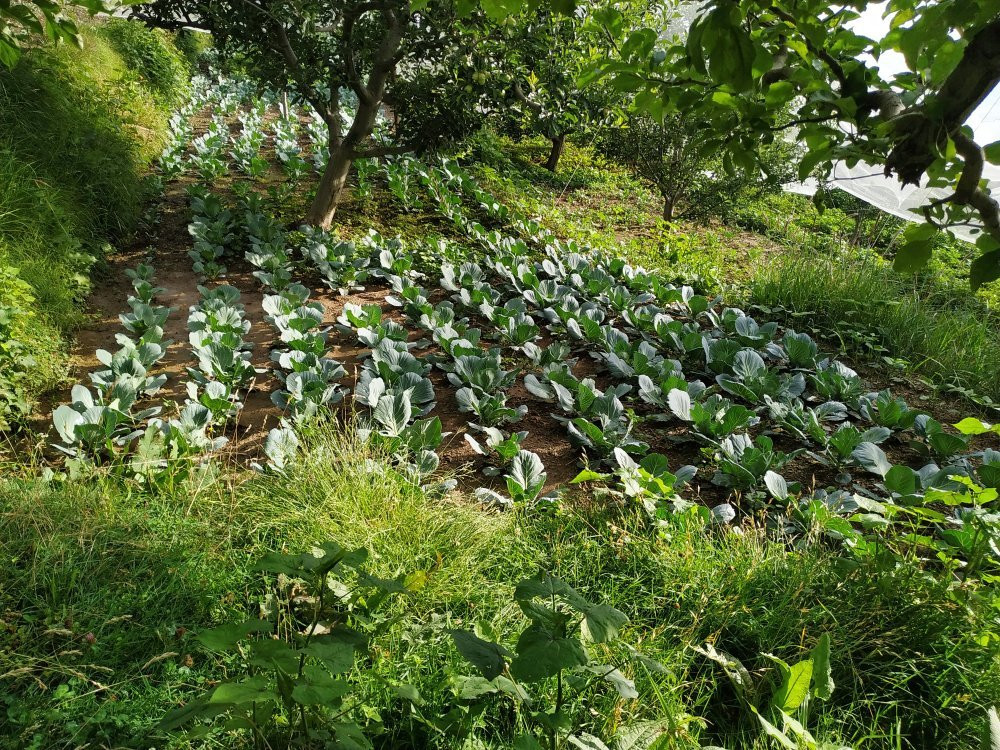 Aastha Home Stay主图