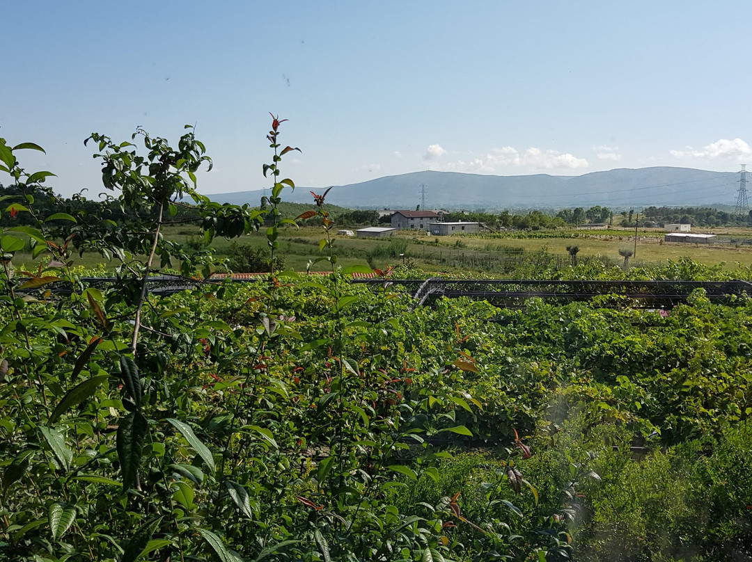 Mrizi i Zanave Agroturizem主图