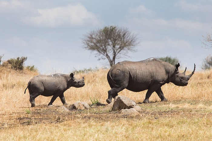 Giraffe Garden Hotel主图
