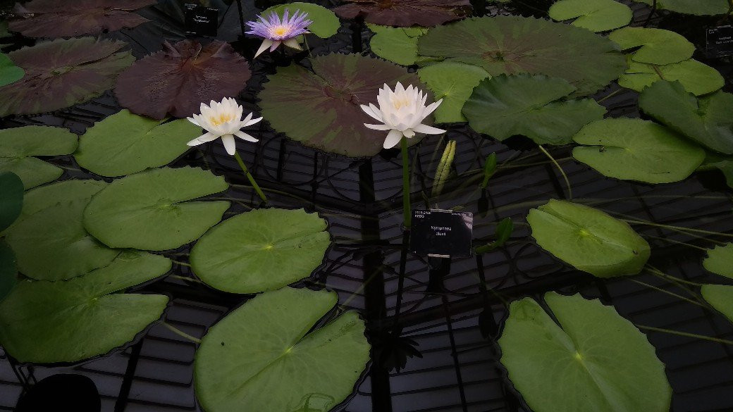 Waterlily House景点图片