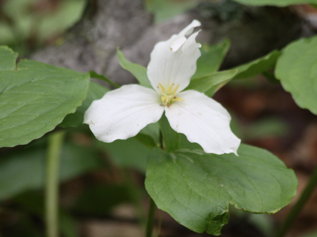 Hope Bay Forest Provincial Nature Reserve景点图片