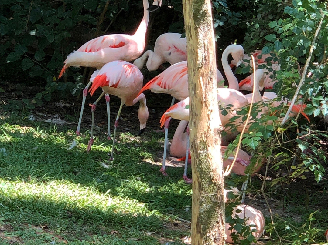 Baton Rouge Zoo景点图片
