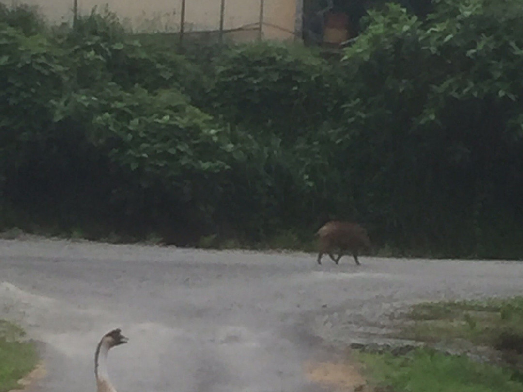 Hana Guesthouse主图