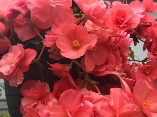 Whitney Gardens and Nursery-Brinnon必去景点