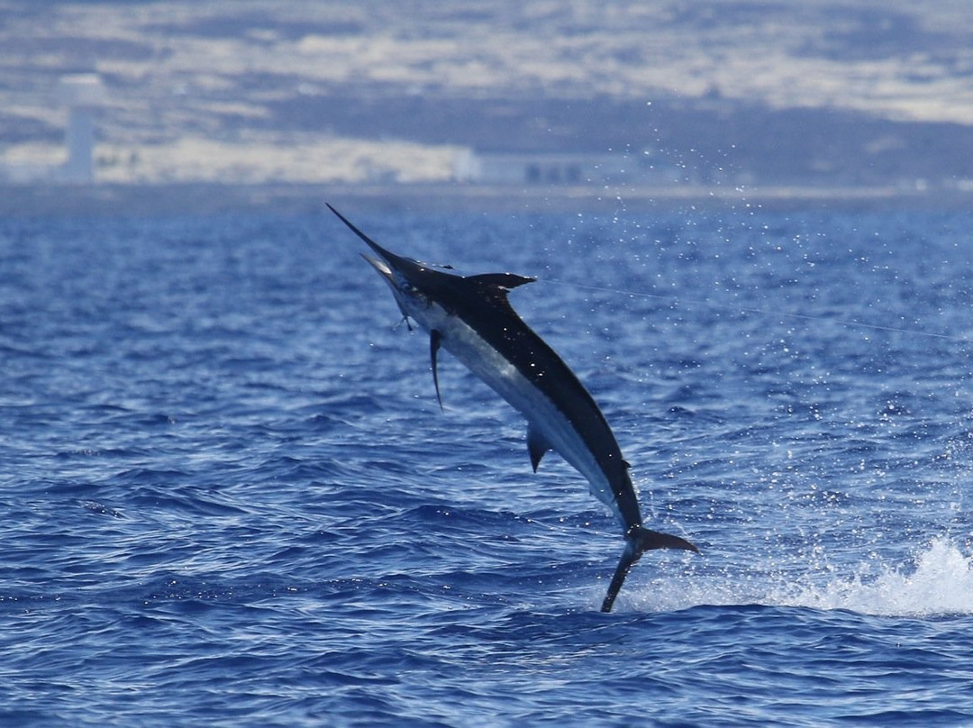 Marlin Magic Sport Fishing-凯鲁瓦-柯纳必去景点