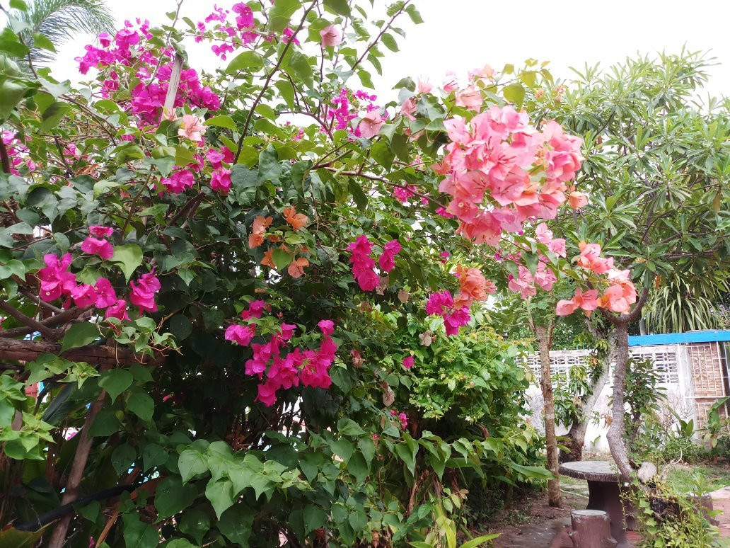 Penny Home Stay Resort主图