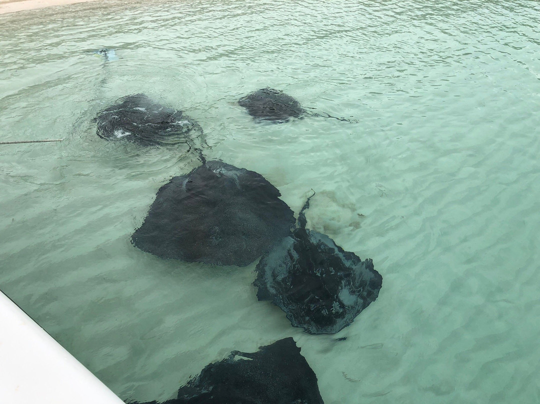 Capt. Mark's Fishing Charter景点图片
