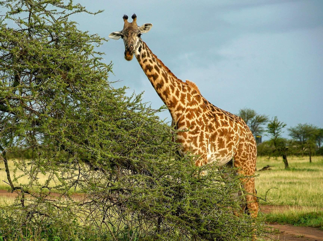 Incredible Africa Adventures景点图片