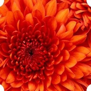 AMITA TAJ TOOR-阿格拉必去景点