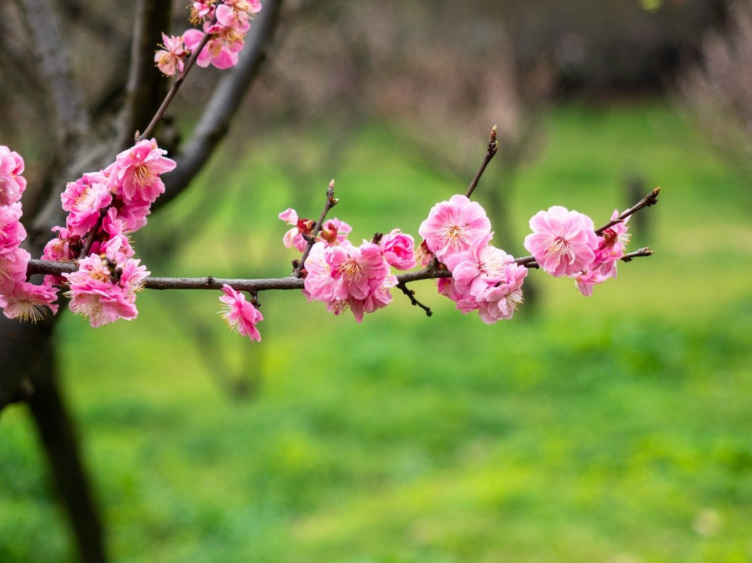 东湖梅园-武汉市必去景点