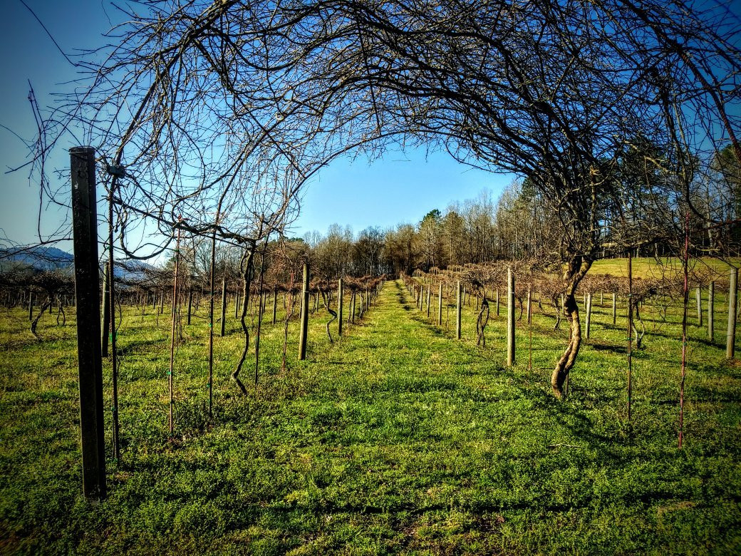 Wills Creek Vineyards景点图片