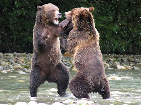 Homalco Wildlife & Cultural Tours-坎贝尔里弗必去景点