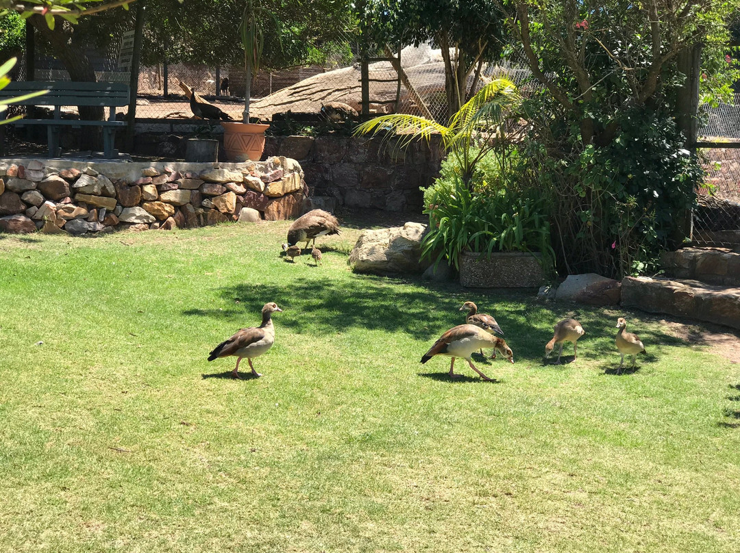 Harry Giddy Park-莫塞尔贝必去景点