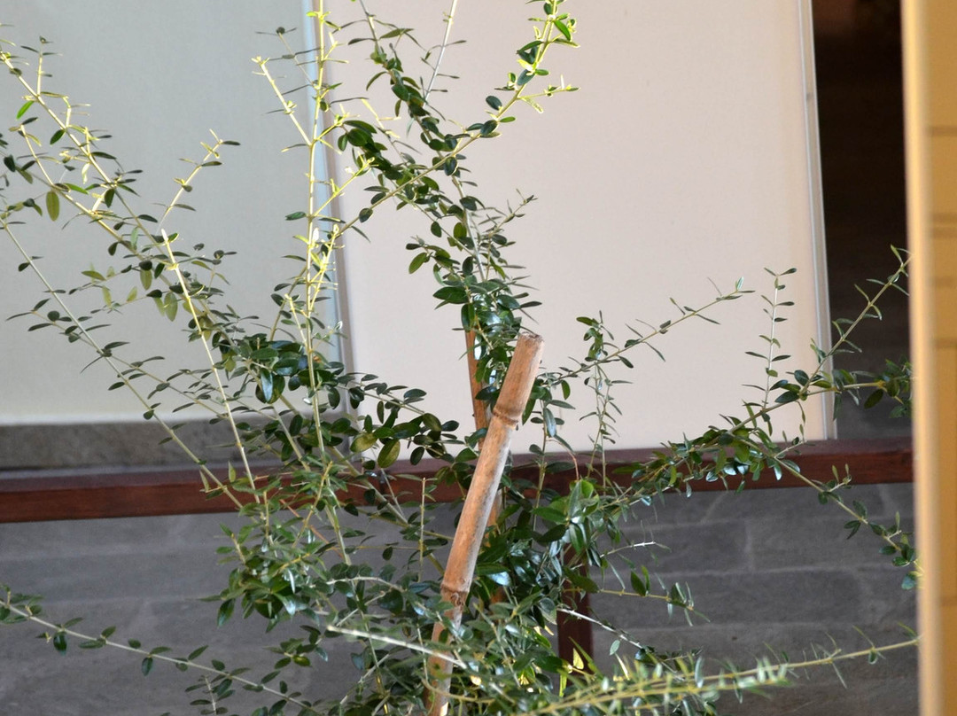 The Olive Oil Museum景点图片