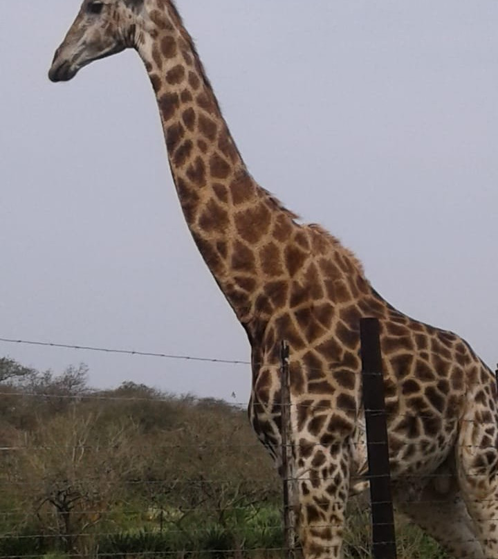 Albert Falls Game Reserve-彼得马里茨堡必去景点