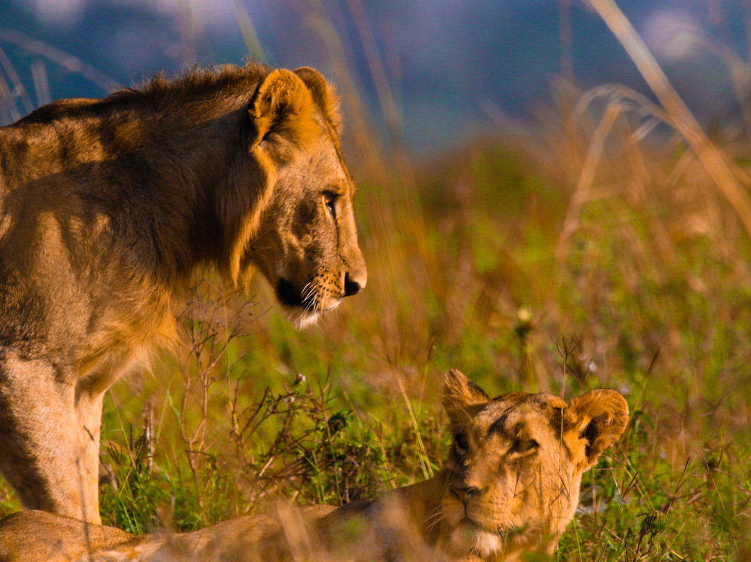 Luxing Warriors-内罗毕必去景点