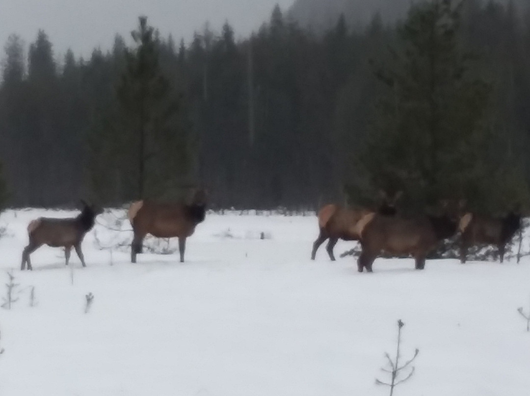 Amber Bear Inn主图