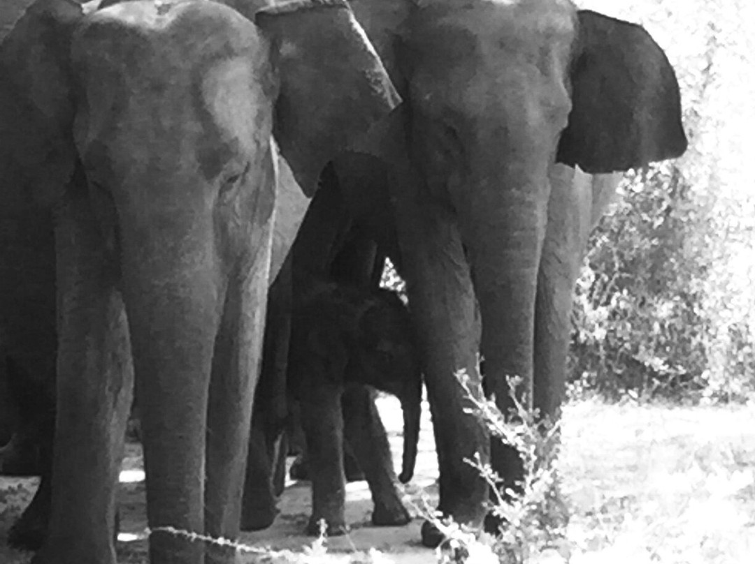 Sihilro Regency主图