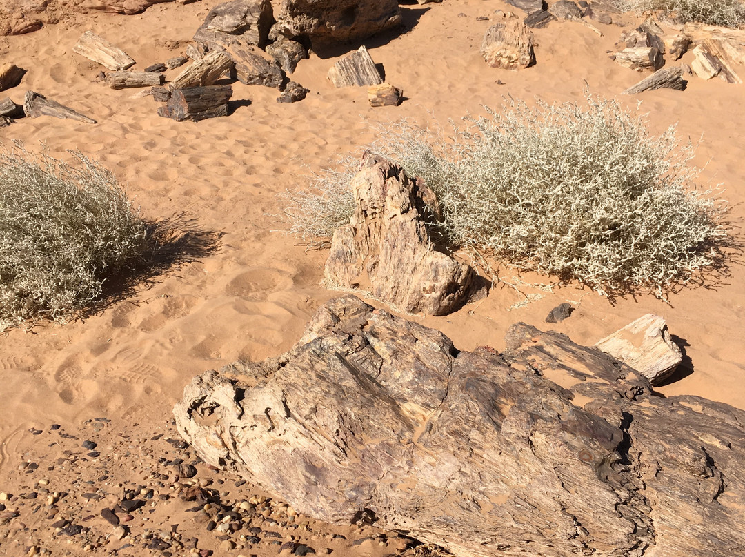 Petrified Forest-Merowe必去景点