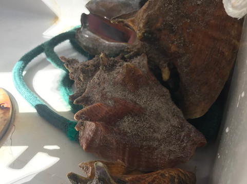 Island Dreamin' Charters-七哩滩必去景点