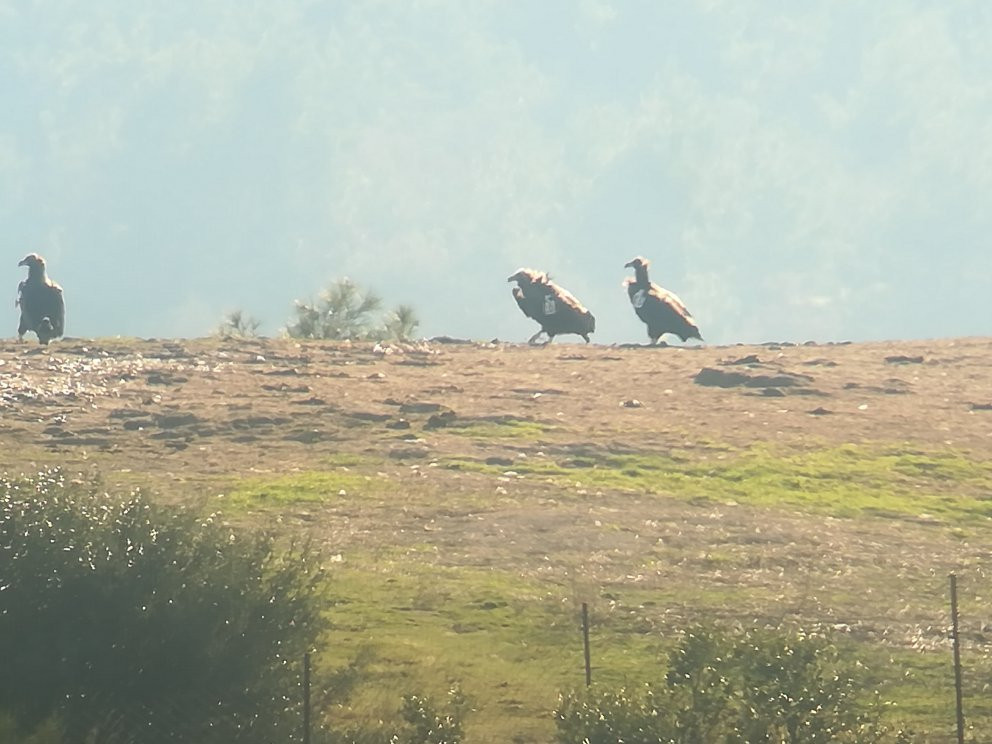 Dadia-Lefkimi-Soufli Forest National Park-Dadia必去景点