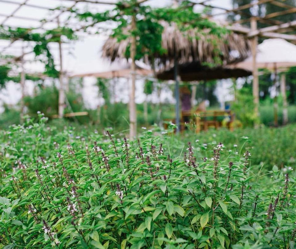 An Farm Hoi An-会安必去景点