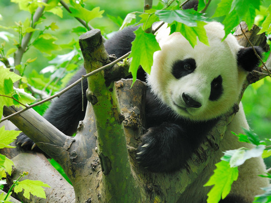 panda volunteering  and photo taking-都江堰市必去景点