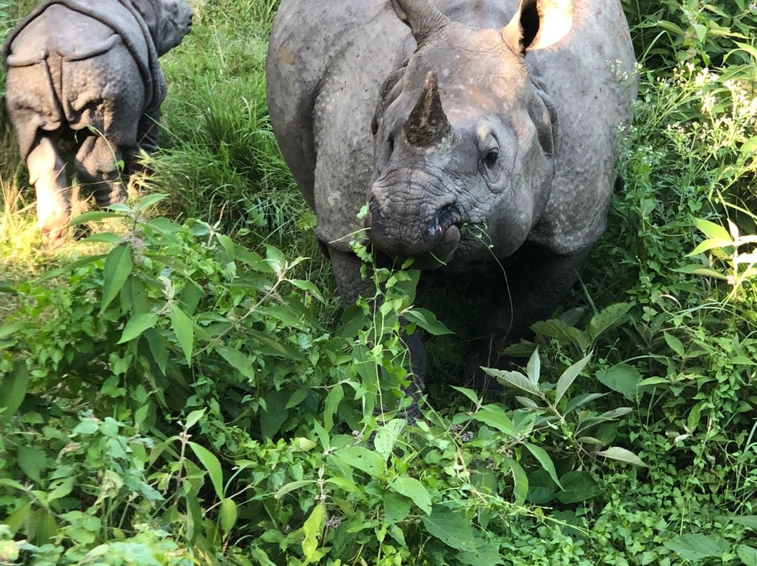 Jungle Safari Chitwan-苏拉哈必去景点
