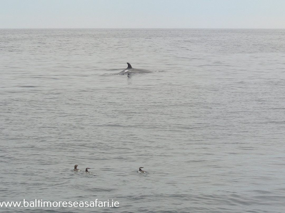 Baltimore Sea Safari景点图片