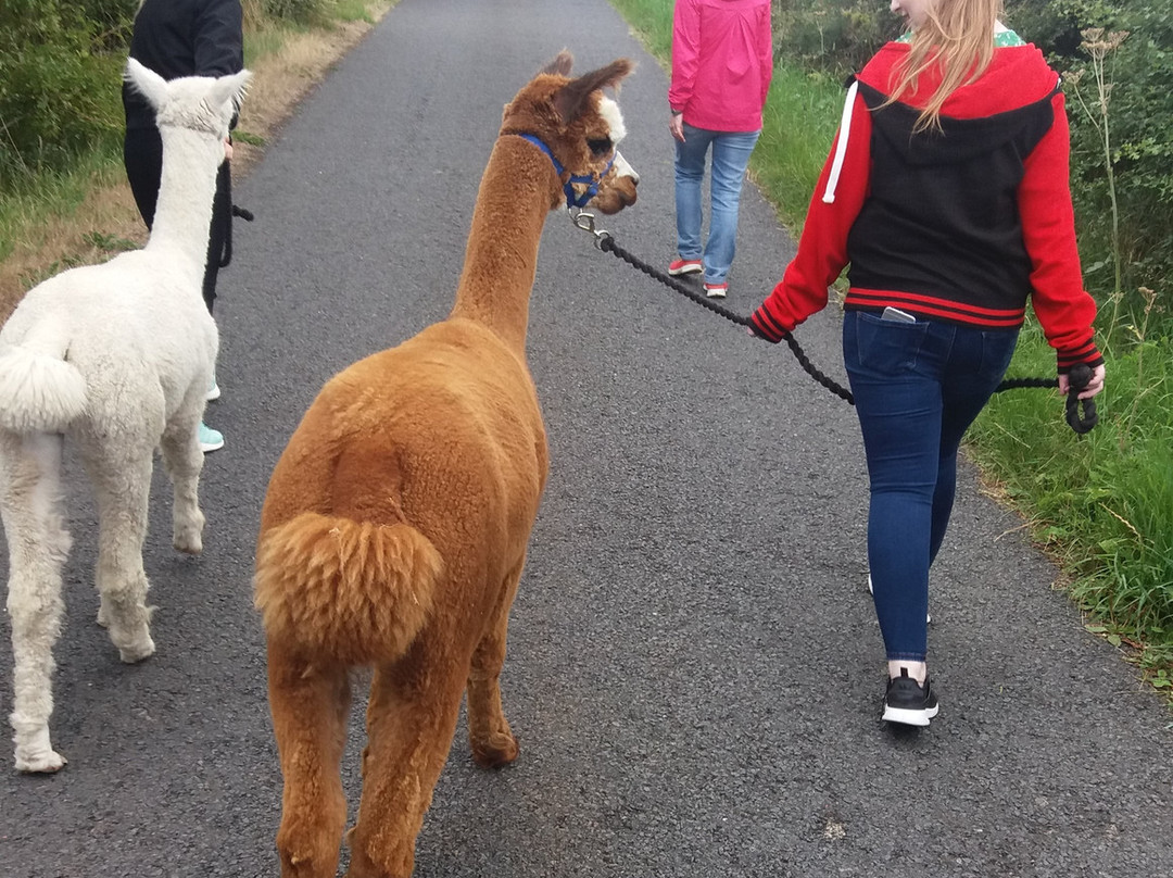 North Star Alpacas-Crook必去景点