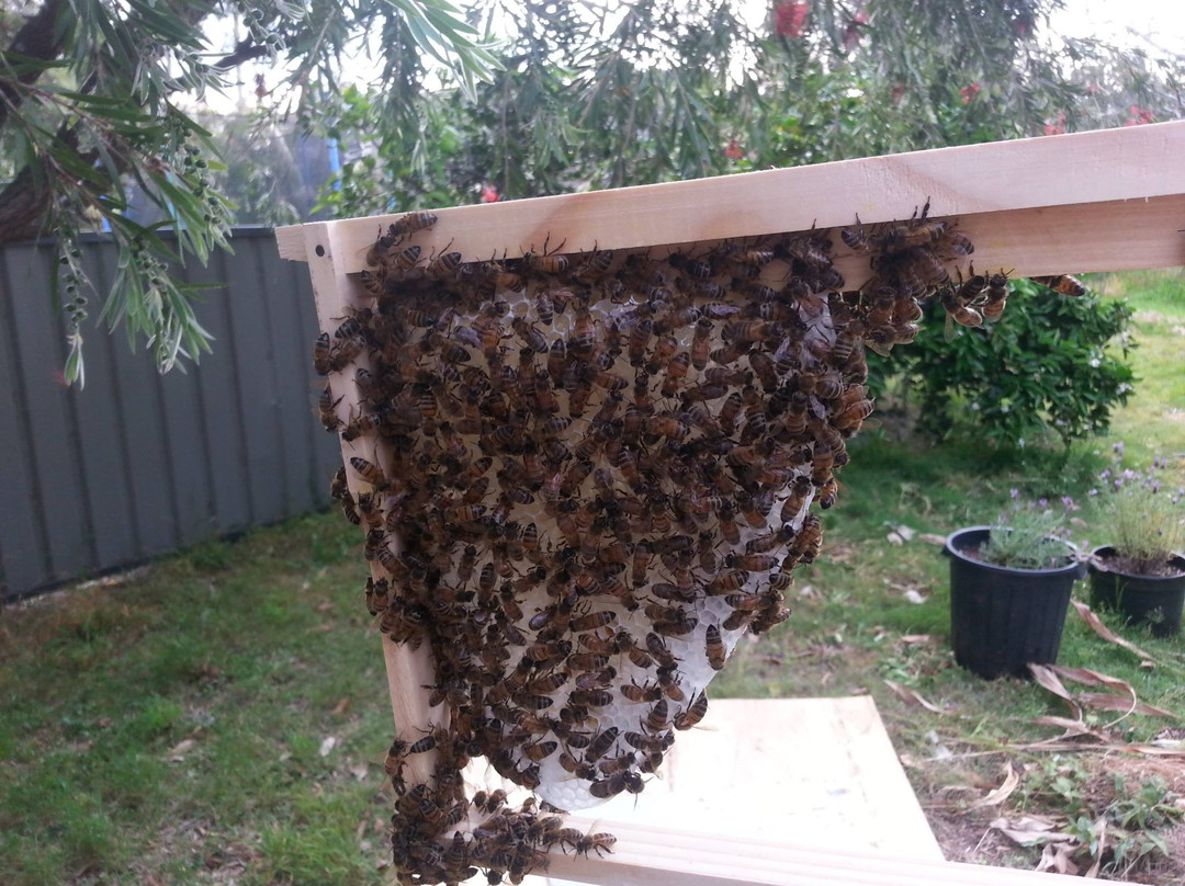 Beekeeping Class Newcastle - Hands On景点图片