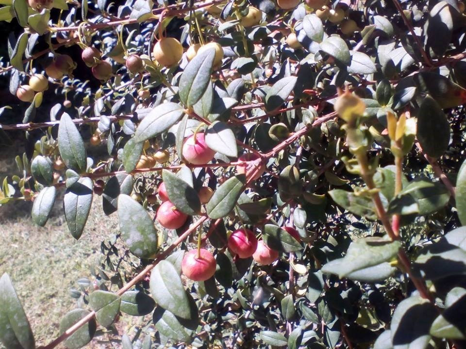 Museo Mapuche Ruka Mani-圣克鲁斯必去景点