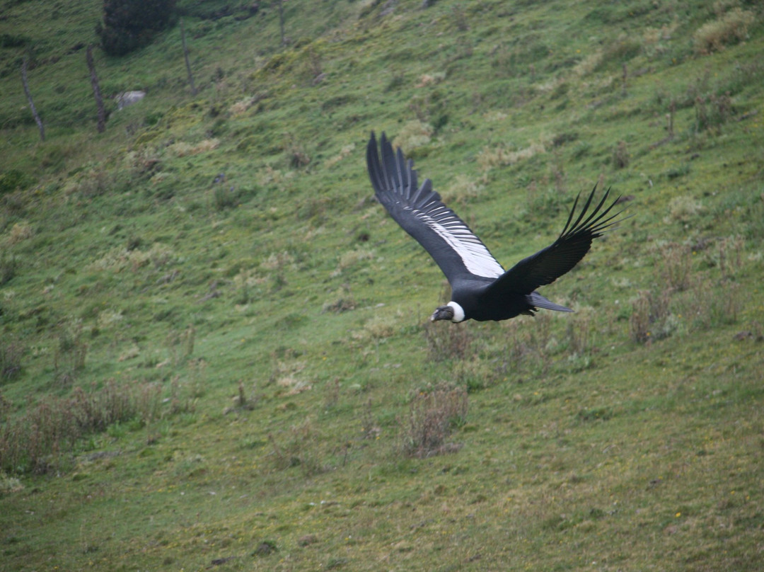 Ecuador Birds Tours-基多必去景点