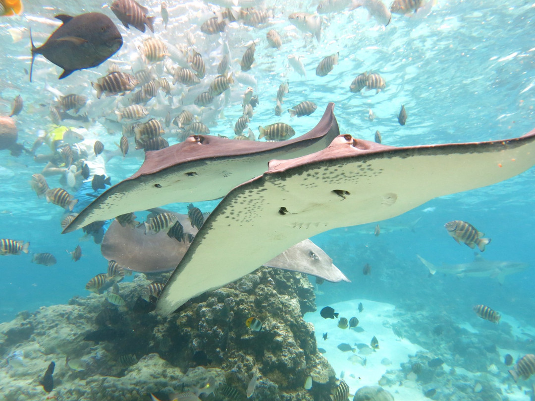 Moorea Water Games景点图片