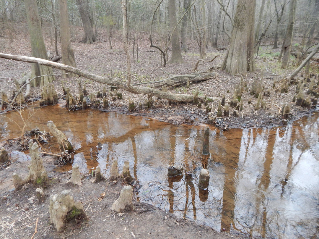 Cliffs of the Neuse State Park景点图片