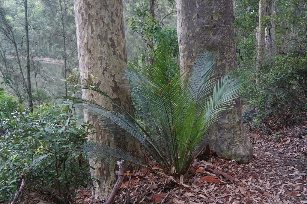 Bodalla Forest Rest Area-Bodalla必去景点