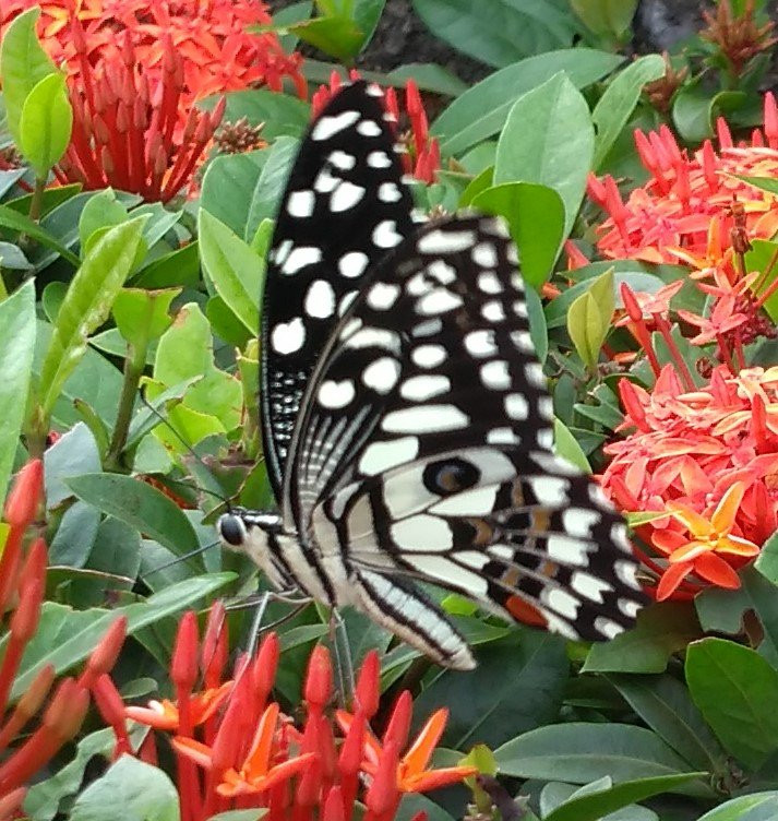 Tata Steel Zoological Park景点图片