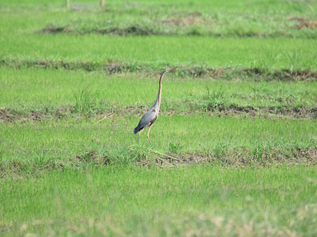 Candaba Bird Sanctuary景点图片